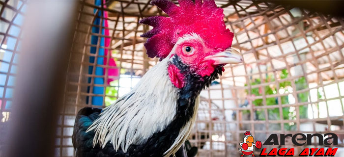 Tips Hilangkan Bau Kotoran Ayam Bangkok