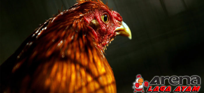 Tips Meningkatkan Nafsu Makan Ayam Bangkok