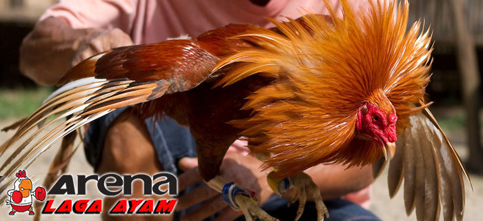 Tips Merawat Bulu Ayam Bangkok