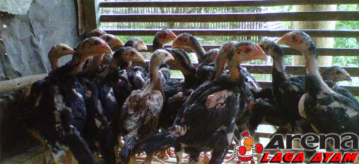 Alasan Pemisahan Anak Ayam Bangkok Dan Indukan