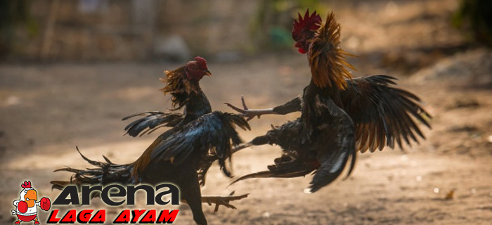 Tips Membuat Kulit Ayam Bangkok Tebal