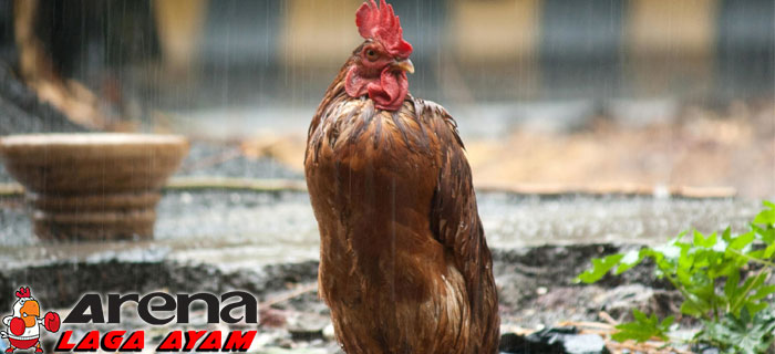 Perawatan Ayam Bangkok Di Musim Hujan